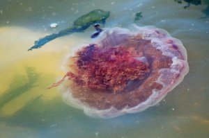 kwal (jelly-fish) | Powell River